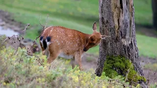 as the deer panteth for the water #ohdeer #huntingdeer #deersoçiety #deermeatfordinner