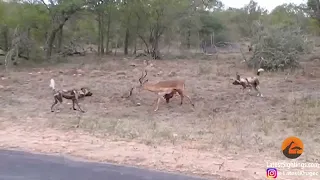 Impala Fights Wild Dogs as GUTS fall out