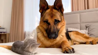 German Shepherd Attacked by Baby Kitten