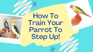 Parrot Step Up Training |  How To Get Your Cockatiel To Step Up | TheParrotTeacher
