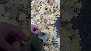 Белки тоже падают / Squirrels are falling too