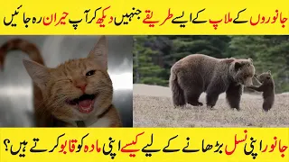 How Animals Made happy Their Females | Animal Facts In Urdu Hindi