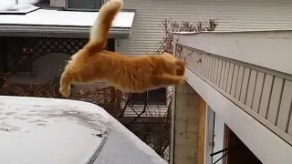 Funny Cats Jump Fail Compilation