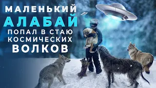 Волкодав Геба новый член волчьей стаи