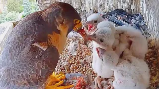 #16 🦅Falcon Babies／ハヤブサの子育て❹ 2024.4.26 AM