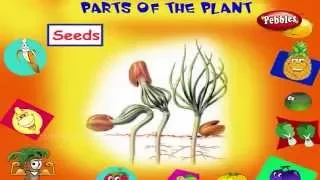 Parts of a Plant | Learn English Basics for Kids | English Grammar for Children