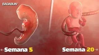 Mira el milagro de un bebé creciendo en el vientre