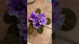 Hunter's Andromeda African Violet, standard