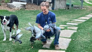 Training Pigeons to Return to The Loft: Part 2