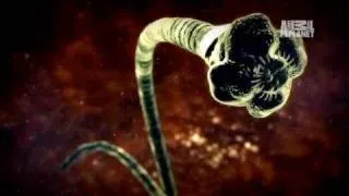 Monsters Inside Me: Tapeworm Invades Brain