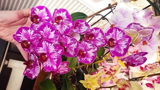 Вы этого не знали! Почему не цветут ваши орхидеи на 50 цветов? Как вырастить орхидею до 8 л горшка?
