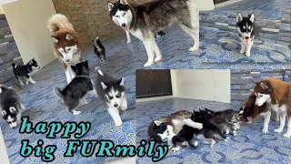 HUSKY PUPPIES FIRST MEETING WITH Their GRANDMA