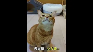 Singing cat 🙀😻😻