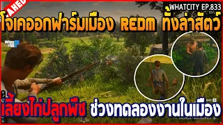 เมื่อโจเคออกฟาร์มเมือง REDM ทั้งล่าสัตว์ เลี้ยงไก่ปลูกพืช ช่วงทดลองงานในเมือง | GTA V | WC3 EP.833