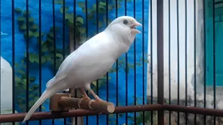 Spanish timbrado canary singing | Canary bird sounds