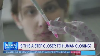 Scientists say they have created synthetic human embryos | NewsNation Prime