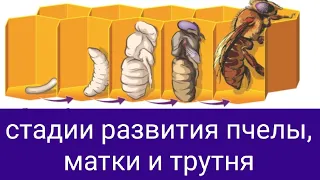 Стадии развития пчелы, матки и трутня от яйца до рождения. Сроки и особенности. В.Г. Кашковский