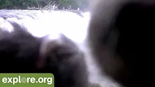 Brown Bear Sniffs Our Camera!
