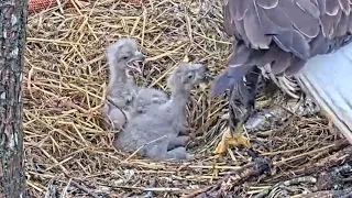 Dulles Greenway Eagle Cam | DG4 take bonking ravage from DG3 | Mar 25, 2023