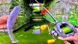 Ce vieux moulin pollué cache une énorme surprise !! (Pêche au leurre sur une rivière atypique)