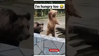 Cute Bear is hungry 🐻