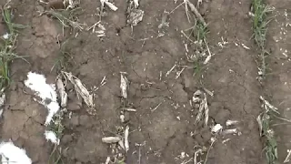 Сравнение пшеницы на No-till и минимальной обработке.