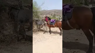 Funniest Donkey Ever Donkey Training the fun way 2312