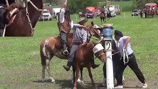 jineteada Colonia Bertossi  #caballos #jinete #charreada #jaripeo #rodeo#Cowboy  # horse videos