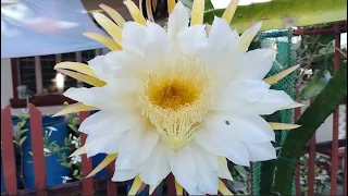 DRAGON fruit flower - pure magic & beyond (Daraga, Albay, Philippines) 6.1.24