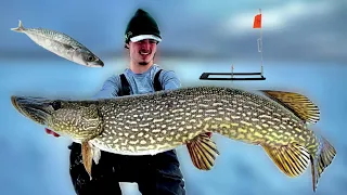 FEROCIOUS Pike Crush Deadbait! - Ice Fishing Northern Canada