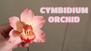 CYMBIDIUM ORCHID (Gumpaste, Clay, Cold Porcelain) Vlog 15 by Marckevinstyle