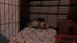 Baby bunnies play tag