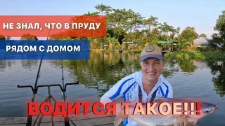 Не знал, что в пруду рядом с домом водится такое!!! Еле поймал спининг...Рыбалка на Пхукете, Тай, 4К