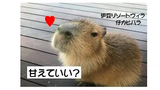 カピバラうふふ♥　こりゃたまらん　伊豆リゾートヴィラ　子カピバラ　なぜられてうっとり♥