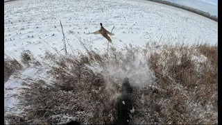 North Dakota Pheasant Hunting| December| A true representation of North Dakota wild birds on the run