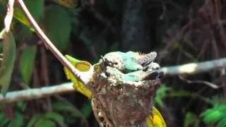 Bee Hummingbirds or Zunzuncito the smallest living bird in the world