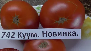 Томат Куум, созревший в теплице. Новинка. №742. Дегустация в мае.Ольга Чернова