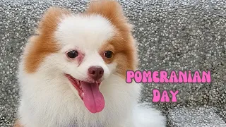 A Day in the Life of KoKo: Pomeranian Daily Routine