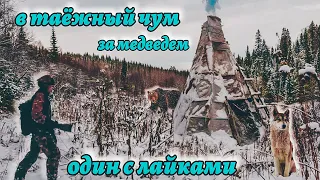 Ушел жить один в  тайгу, строю чум, ищу медведя с лайками