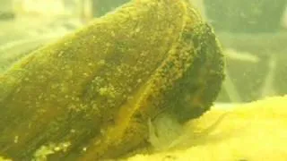 Freshwater Mussel TV - Mantle Lure of Eastern Lampmussel (Lampsilis radiata)