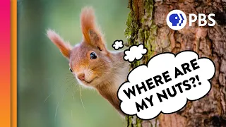 How Do Squirrels Find Their Nuts?