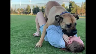 Huge Boerboel and Mumma play fighting