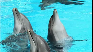 Grand dauphin / Documentaire pour enfant