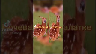 💖ПОЙ ЭТУ ПЕСНЮ ЕСЛИ ТЫ...//подборка видео с тик тока//💖