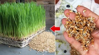 Hướng dẫn cách trồng cỏ lúa mì không cần đất ai cũng làm được | how to grow wheatgrass at home