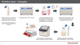 Differentiation of iPSCs in 3D: Leveraging suspension cultures for scale and efficiency