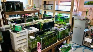 my aquariums after the earthquake in japan