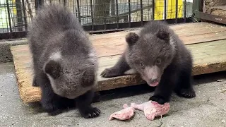 Медвежата ВПЕРВЫЕ попробовали мясо и вот ЧТО БЫЛО ПОТОМ!