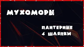 Мухоморы пантерные / 4 шляпки / Трип репорт от подписчика #мухоморы