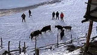 Бежта бои быков, бык Загала, Бежта Дагестан. 2019г